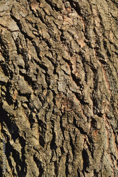 Obraz Bark of a tree. Bark tree texture. Bark pattern