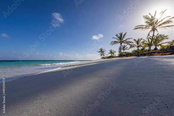 Fototapeta beach with palm trees