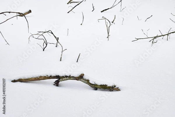 Obraz Forest branches in snow