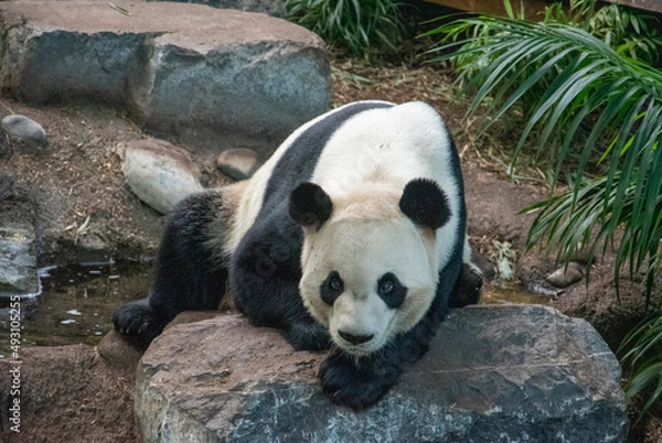 Fototapeta The giant panda (Ailuropoda melanoleuca also known as the panda bear (or simply the panda), is a bear species endemic to China.