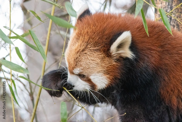 Fototapeta The red panda (Ailurus fulgens), also known as the lesser panda, is a small mammal native to the eastern Himalayas and southwestern China.