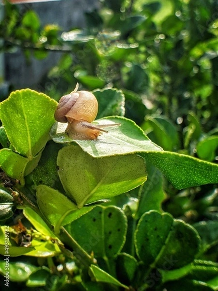 Fototapeta a snail clinging to a green leaf in the morning
