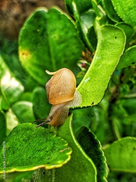 Fototapeta a snail clinging to a green leaf in the morning