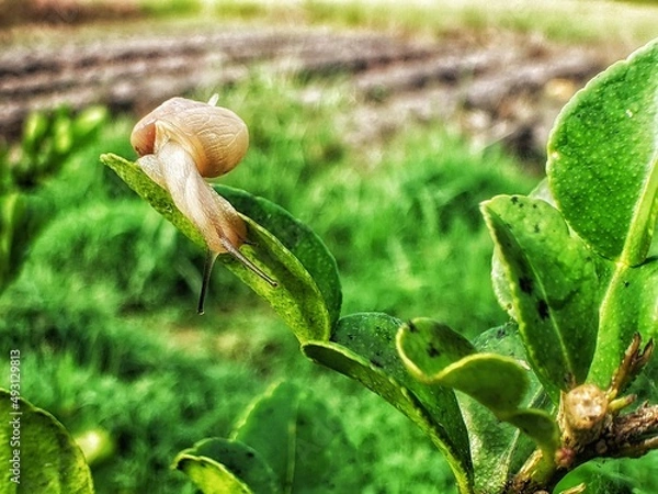 Fototapeta a snail clinging to a green leaf in the morning