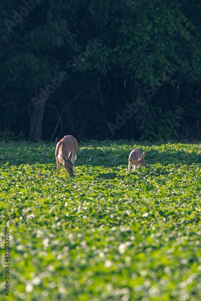 Obraz Deer and fawn eating crop from soybean field