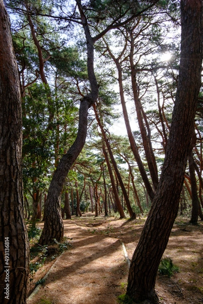 Fototapeta 福井県気比の松原散歩道
