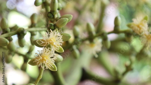 Fototapeta Palm flowers bloom on the tree. Flowers in panicles of Manila palm or Christmas palm bloom and buds in panicles on plants on a blurred green background with copy space. Close focus of the subject