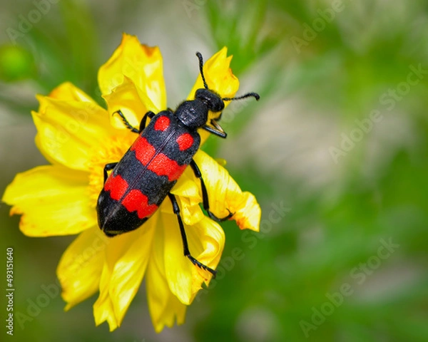 Fototapeta Close up of Blister beetle, Mylabris pustulata on a flower