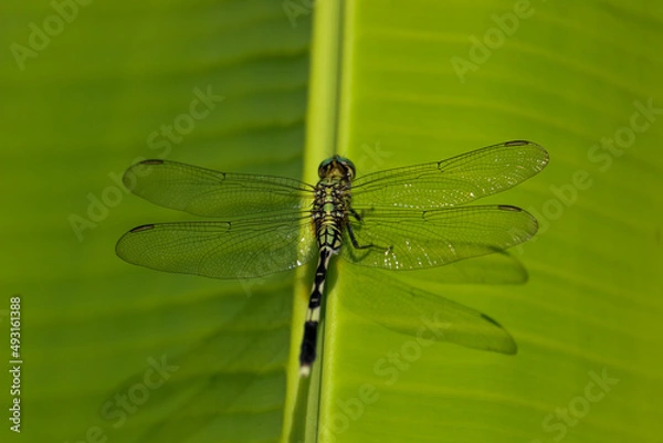 Obraz a dragonfly perched on a banana leaf photographed in the morning