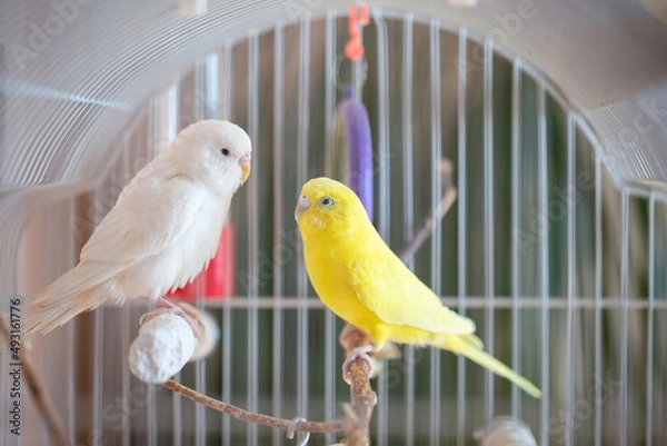 Fototapeta Beautiful colored parrots in a cage at home. Cute pet. Selective focus.
