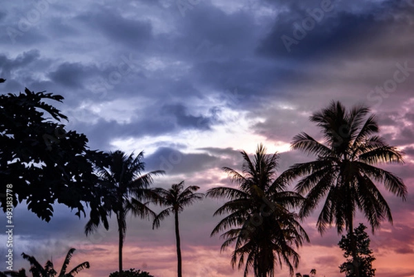 Fototapeta trees at sunset