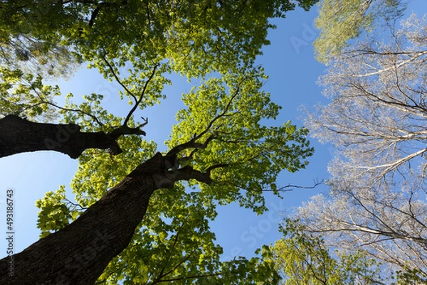 Fototapeta young green foliage on different types of trees