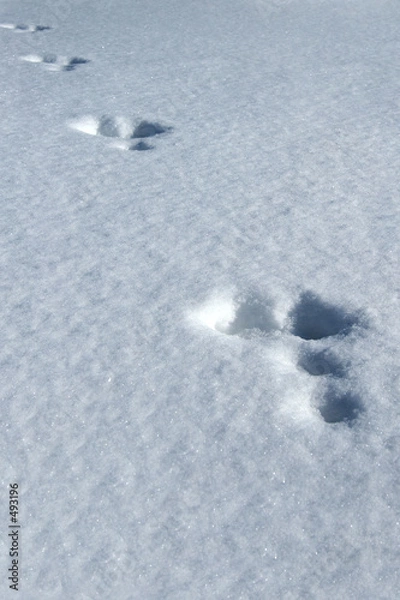 Obraz tracks in the snow