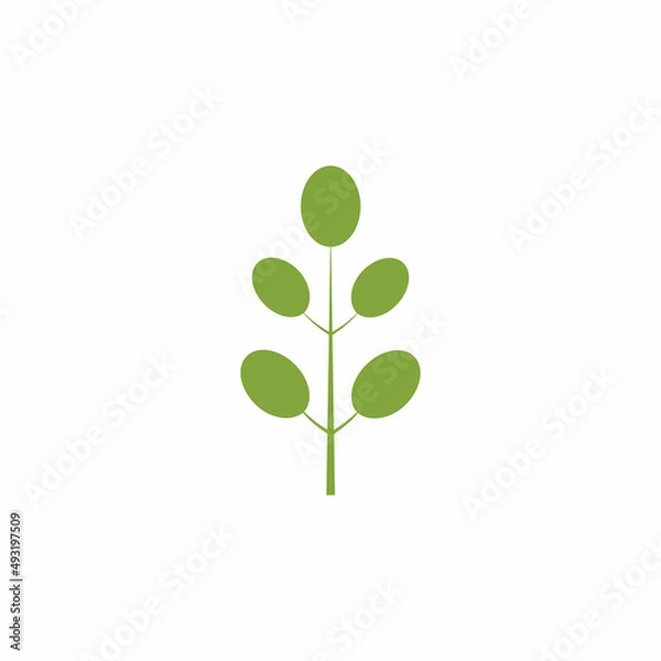 Fototapeta Moringa leaf logo illustration vector design
