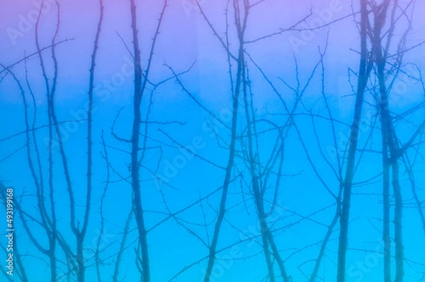 Obraz blue sky and tree