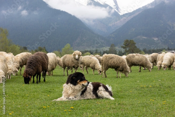 Obraz Guardian dog with sheep. 