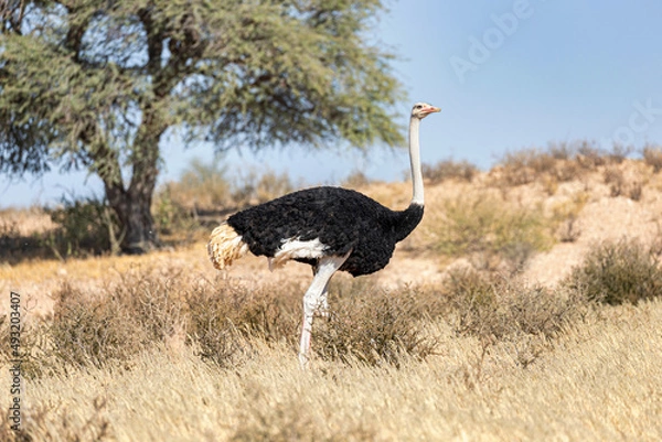 Obraz Ostrich