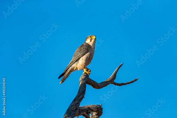 Obraz Lanner falcon