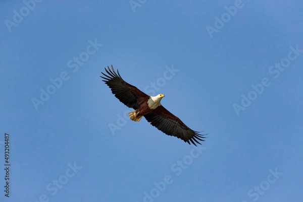 Obraz African fish eagle