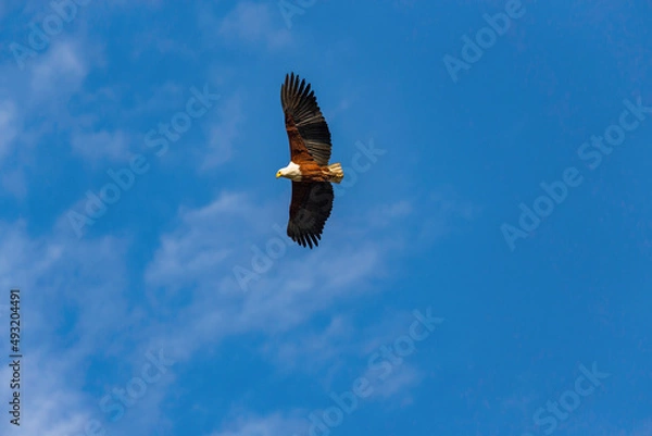 Obraz African fish eagle