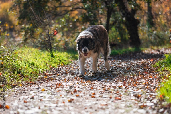 Fototapeta Moscow watchdog, dog walking in a sunny day in the forest