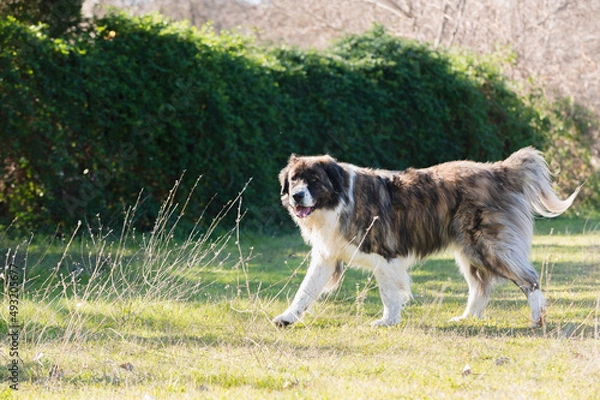 Fototapeta Moscow watchdog, dog walking in a sunny day in the forest