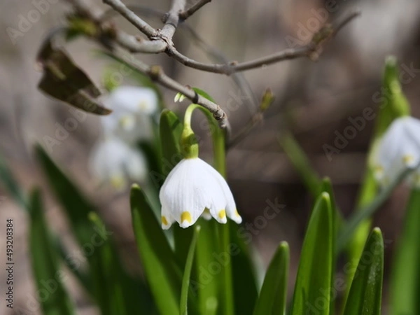 Fototapeta snowdrops in snow