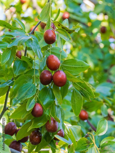 Obraz Ziziphus fruits background, Exotic fruits and green leaves of jujube Fruits. Ziziphus jujuba. Ripe juicy jujube berries among green foliage. Ripe unabi on a tree branch in the garden