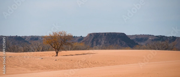 Obraz Trees and Sand Dunes in Little Sahara State Park in Waynoka, USA