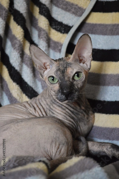 Fototapeta Close-up of calico sphynx cat laying in blanket