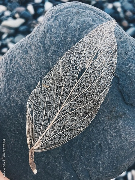Obraz skeletal leaf