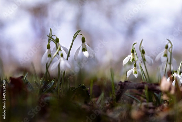 Obraz Snowdrops flowers on light blue sky, soft focused background