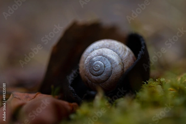Obraz Close up snail shall in mushroom on green moss