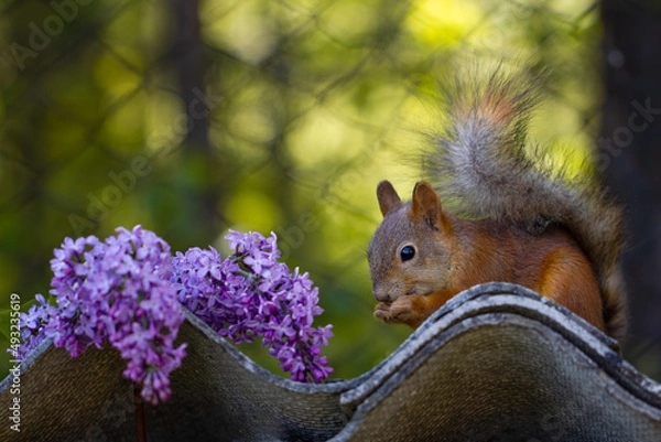 Obraz Red squirrel eating with lilac flowers on sunny backgroud