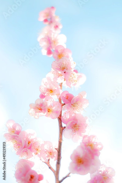 Obraz pink cherry blossom
