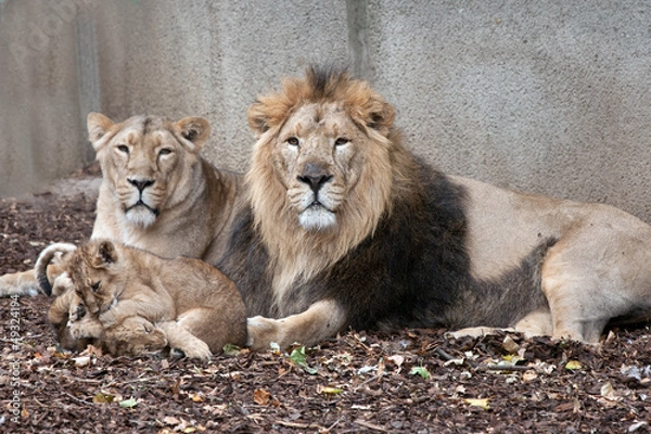 Obraz family of lions