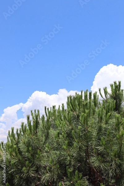 Fototapeta sky with clouds