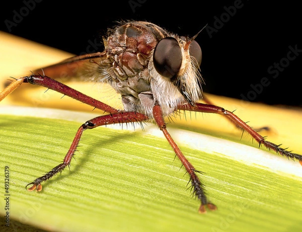 Obraz robberfly