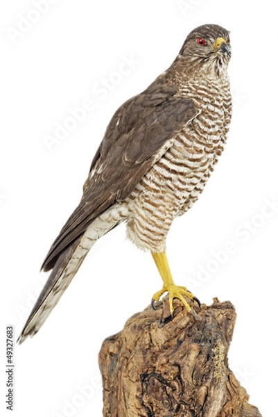 Obraz Sperber (Accipiter nisus)