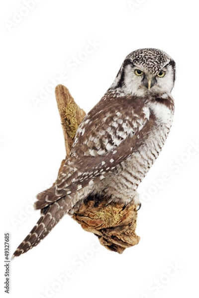 Obraz Sperbereule (Surnia ulula)