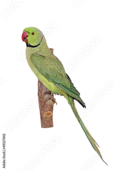 Obraz Halsbandsittich (Psittacula krameri)