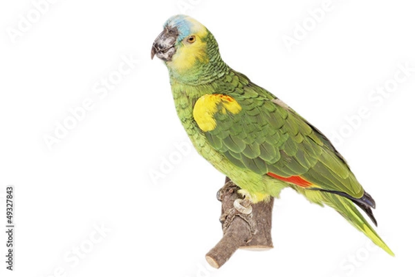 Fototapeta Blaustirnamazone (Amazon Summer)