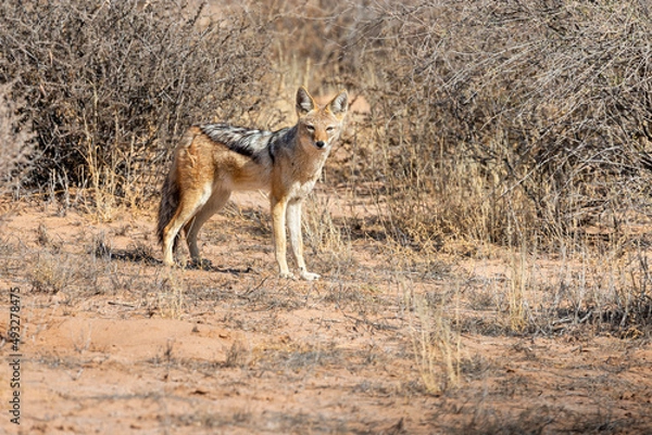Obraz Black-backed jackal