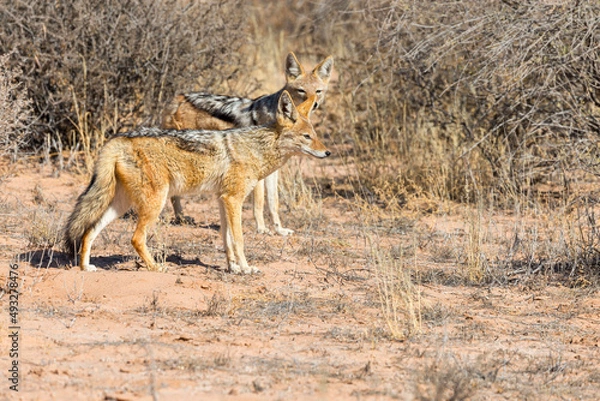 Obraz Black-backed jackal