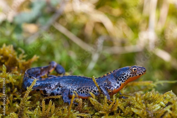 Obraz Alpine newt