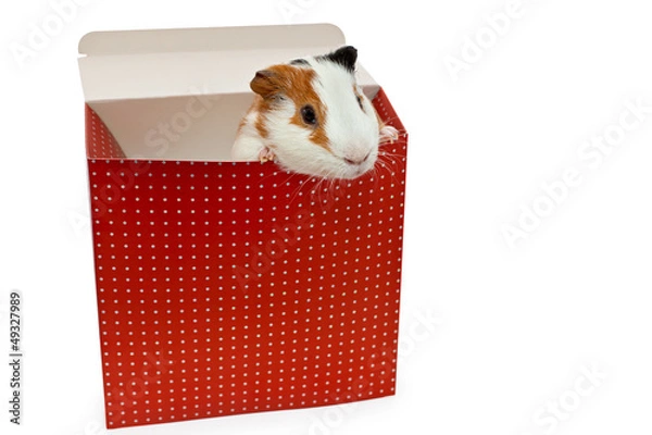 Obraz guinea pig in the present box