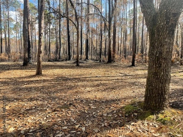 Obraz Jeep trip in Florida
