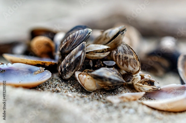 Obraz Muscheln am Strand