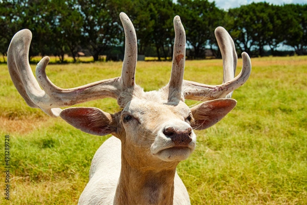 Obraz Deer in the Meadow