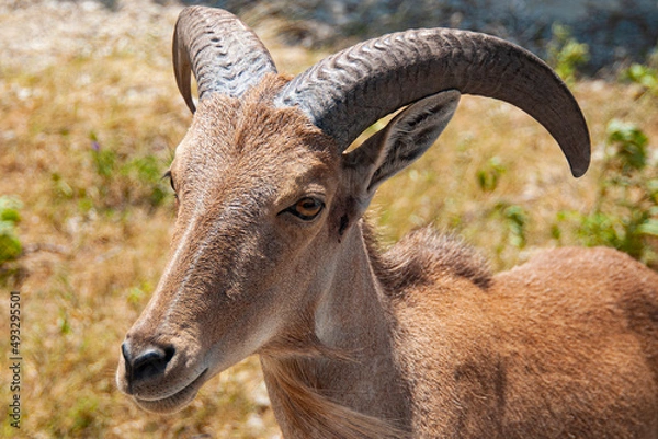 Obraz Barbary Sheep Up Close